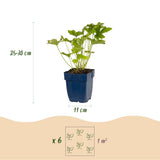 Green boutiQ - Borderpakket - Schaduw - 24 Vaste planten - 3 m2 - Diversen kleuren - Weinig Onderhoud - Pot 11cm
