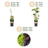 Green boutiQ - Fruitplant - Vitis vinifera Himrod - Vanessa - Druivenplant - Pitarm - Blauw & Witte Druif - 2 Planten - Pot 15cm - Hoogte 50cm