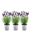 Plants by Frank - Lavandula stoechas Anouk®in 'Lavendelprint' sierpot - 13 cm pot - set van 3 Franse Lavendels in Sierpot