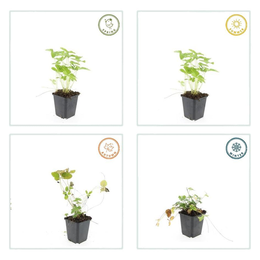 Fragaria vesca – 6 planten · pot Ø9 cm · 10-25 cm hoog (foto 3)