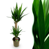 Green boutiQ - Kamerplant - Yucca elephantipes - Yucca - Weinig onderhoud - Groen - 1 - Pot 19cm - Hoogte 95cm