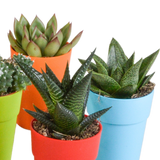 Cactus en vetplanten mix 5.5 cm | 15 stuks - in gekleurde plasticpot