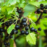 Green boutiQ - Fruitplant - Ribes nigrum Titania - Bessenplant - Winterhard - Zwarte Bes - 2 Planten - Pot 15cm - Hoogte 50cm