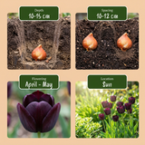 48x Tulipa Triumph Black - Triomftulp - Donker Paars - Voorjaarsbloeier - Bolmaat 11/12