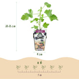Green boutiQ - Fruitplanten - Jostabes - Ribes Jostabes - Winterhard - 3 Planten - Pot 9 cm - Zwarte Bes