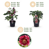 Green boutiQ - Tuinplant - Lenten Rose - Helleborus orientalis Double Ellen Red - Rode Bloem -2 Planten - Groenblijvend - Pot 14cm Hoogte 35cm
