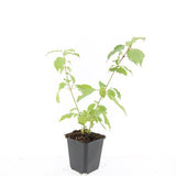 24x Cornus sang. 'Anny's Winter Orange' - ↕10-25cm - Ø9cm