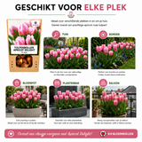 Tulpenbollen Apricot Delight — abrikoosroze tulp, 20 stuks (maat 11/12)