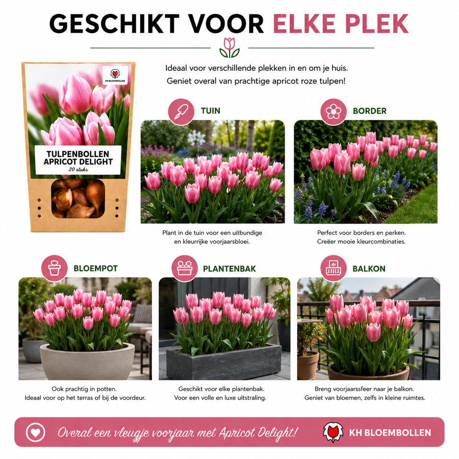Tulpenbollen Apricot Delight — abrikoosroze tulp, 20 stuks (maat 11/12)