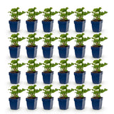 Green boutiQ - Vasteplant - Persicaria Tricolour - Duizendknoop - Schaduw - Rood - Roze - Wit - 24 Planten - Pot 11cm - Hoogte 15-25cm
