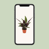 Calathea Insignis - Ø12cm - ↕30cm