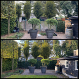 Hedera Hibernica - Klimop - Kant-en-Klaar Haag |↔120cm - ↨150 cm