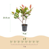 Green boutiQ - 8x Photinia fraseri Little Red Robin - Glansmispel - Haagplanten - Groenblijvend - Rood - Pot 9cm - Hoogte 25-35cm