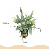 Green boutiQ - Kamerplant - Phlebodium aureum Blue Star - Blauwe Varen - Huisdiervriendelijke Plant - Blauw - 1 Plant - Pot 12cm - Hoogte 25cm