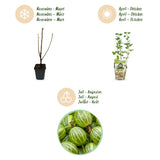 Green boutiQ - Fruitplanten - Kruisbes - Ribes uva-crispa Hinnonmaki Grun - Winterhard - 3 Planten - Pot 9 cm - Groene Bes