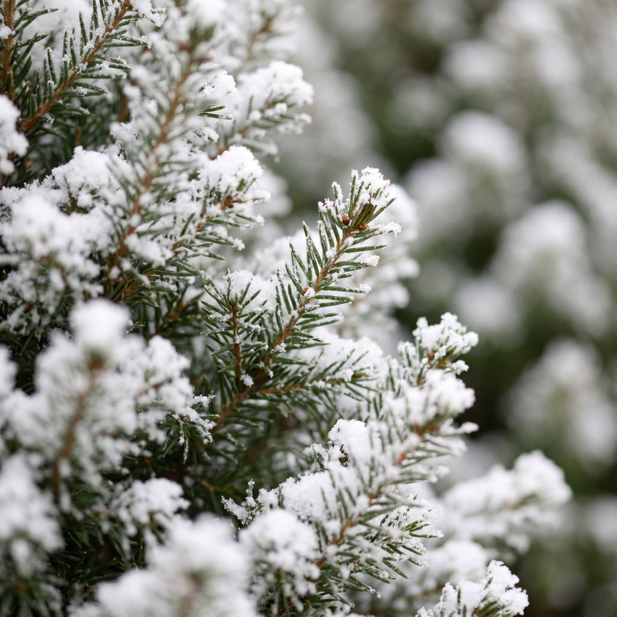 Set van 2 – Pot Ø17 cm · 65 cm hoog · Kegelspar kerstboom besneeuwd · met mand (foto 4)