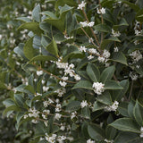 Green boutiQ - Haagplanten - Osmathus burkwoodii - blad groen - 8 planten - 1 strekkende meter - groenblijvend - pot 9cm hoogte 25-30cm