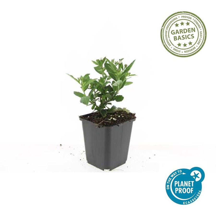 Aster ageratoides 'Stardust' – 60 planten · pot Ø9 cm · 10-25 cm hoog (foto 2)