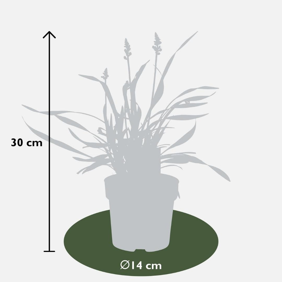 Liriope muscari 'Ingwersen' – 3 planten · pot Ø14 cm · 25 cm hoog (foto 4)