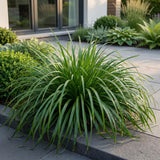 Green boutiQ - Grassen - Carex oshimensis Evergreen - Japanse Zegge - Groenblijvend - Groen - 24 Planten - Pot 11cm - Hoogte 15-25cm