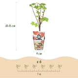 Green boutiQ - Fruitplanten - Rainbow - Rode Bes - Gele Framboos - Zwarte Braam - Blauwe Bes - Winterhard - 4 Planten - Pot9cm
