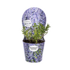 Perovskia Atriplicifolia mit Potcover Ø19cm - ↕30 - 40cm