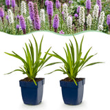 Green boutiQ - Vasteplant - Liatris Duo - Lampenpoetserplant - Bijen- en vlinderlokkers - Roze - Wit - 12 Planten - Pot 11cm - Hoogte 15-25cm