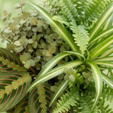 Green boutiQ - Kamerplant - Chlorophytum - Maranta - Calissia - Nephrolepsis - Mix van 4 - Huisdiervriendelijke Planten - Groen - 4 Planten - met Potter Grijs - Pot 12cm - Hoogte 25cm