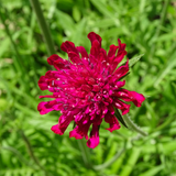 60x Knautia macedonica - ↕10-25cm - Ø9cm