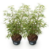 Green boutiQ - Grassen - Fargesia scabrida Asian Wonder - Niet Woekerende Bamboe - Bladhoudend - Groen - 2 Planten - Pot 23 cm - Hoogte 80 cm