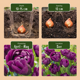 48x Tulipa Double Lilac - Dubbele lila tulp - Paars - Voorjaarsbloeier - Bolmaat 11/12