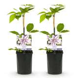 Green boutiQ - Klimplant - Clematis Nelly Moser - Bloem Roze - Weinig onderhoud -2 planten -Pot 11cm Hoogte 40cm