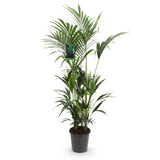 Green boutiQ - Kamerplant - Howea Forsteriana - Kentia Palm - Weinig Onderhoud - Groen - 1 plant - Pot 27cm - Hoogte 160-170cm