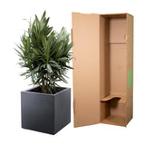 Nerium Oleander struik met rode bloem - 70cm- Ø19