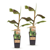 Green boutiQ - Fruitplant - Musa Ever Red - Bananenboom - Winterhard - Groen-Rood - 2 Planten - Pot 15cm - Hoogte 50cm