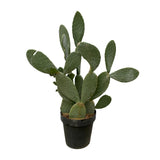 Cactus Opuntia - 120cm Ø38cm