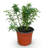 Green boutiQ - Tuin Roos - Rosa Cutie Pie - Roos - Winterhard - Roze - 1 Plant - Pot 12cm - Hoogte Hoogte 20-25cm