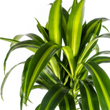 Dracaena Deremensis Hawaiian Sunshine met mand Ø24cm - ↕130 - 150cm