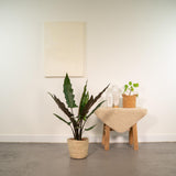 Alocasia Lauterbachiana - Ø19cm - ↕80cm + Mand Selin