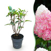 Green boutiQ - Tuinplant - Hydrangea panniculata Living Pink & Rose - Pluimhortensia - Winterhard - Roze - 1 Plant - Pot 12cm - Hoogte Hoogte 20-30cm