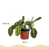 Green boutiQ - Kamerplant - Maranta Fascinator Tricolour - Gebedsplant - Huisdiervriendelijke Plant - Groen - 4 Planten - met Potter Wit - Pot 12cm - Hoogte 25cm