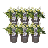 6x Helleborus niger 'Christmas Carol' | Ø 12 cm| ↕ 20 cm