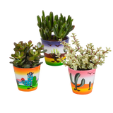 Crassula mix 8.5 cm - 3x - in Mexicaanse pot