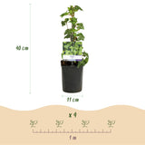 Green boutiQ - Klimplanten Rainbow - Clematis montana RubensHedera helix lonicera Goldflame Campsis madame Galen - Jaarrond kleur - 4 planten - Pot 11cm Hoogte 40cm