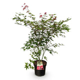 Green boutiQ - Tuinplant - Acer palmatum Beni Maiko - Japanse Esdoorn - Bladverliezend - Rood - 1 - Pot 26cm - Hoogte 90cm
