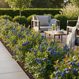 Green boutiQ - Fruitplanten - Blauwe Bes - Vaccinium corymbossum Northland - Winterhard - 6 Planten - Pot 9 cm - Blauwe Bes