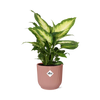 Dieffenbachia ‘Camilla’ in ELHO Vibes Fold 14cm roze
