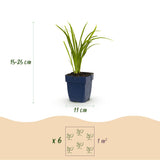 Green boutiQ - Vasteplant - Hemerocallis Autumn Red - Daglelie - Bijen en Vlinderlokkers - Rood - 24 Planten - Pot 11cm - Hoogte 15-25cm