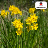Narcisbollen Baby Boomer — gele mininarcis, 25 stuks