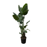Strelitzia Nicolai XXL - 250 cm - ø34-50